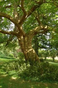 Gaia-House-garden-oak-tree